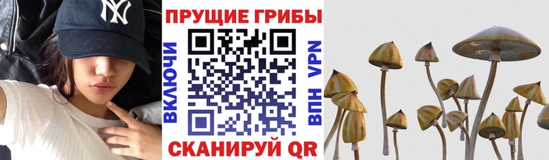 гидра tor  купить  цена  Скопин  Псилоцибиновые грибы ЛСД 